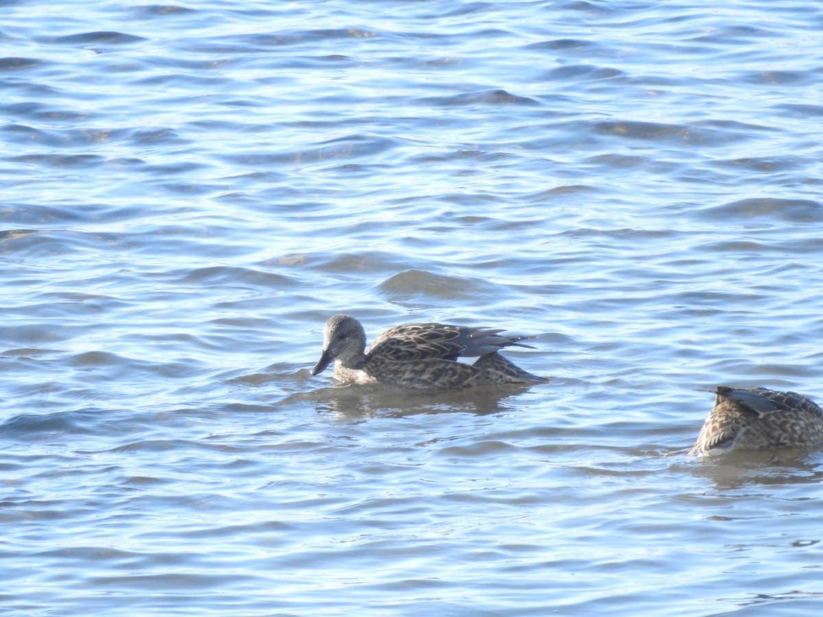 Canard chipeau - ML646940266