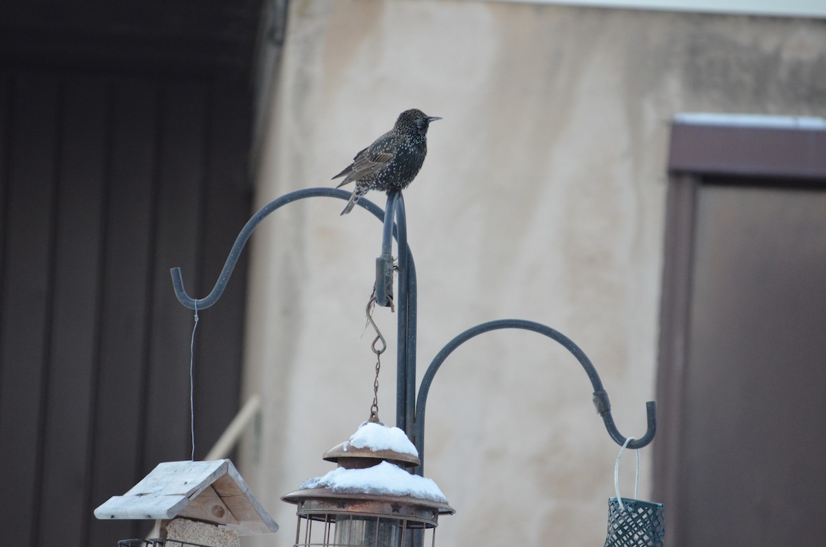 European Starling - ML646940269