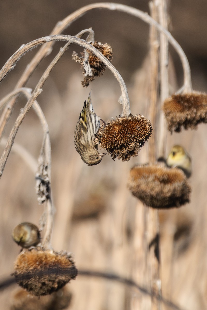Pine Siskin - ML646940272