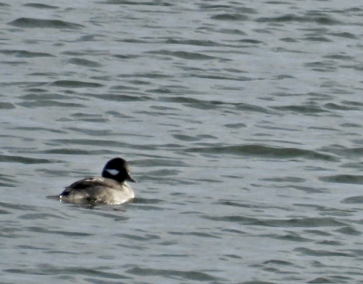 Гоголь-головастик - ML646940273