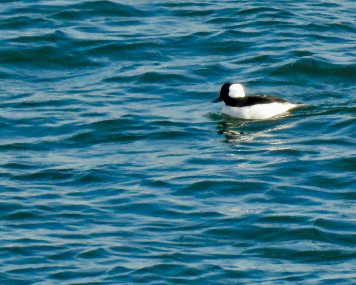 Гоголь-головастик - ML646940274