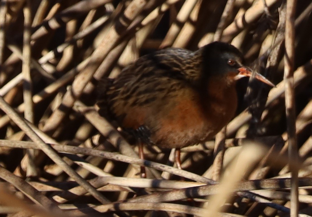 Virginia Rail - ML646940277