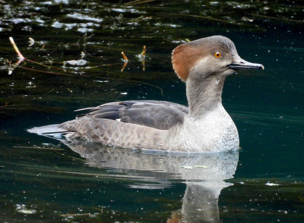 Hooded Merganser - ML646940280