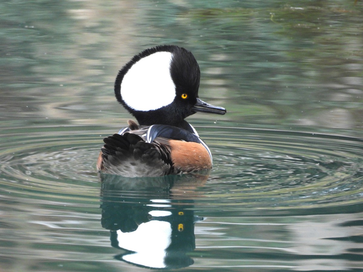 Hooded Merganser - ML646940281
