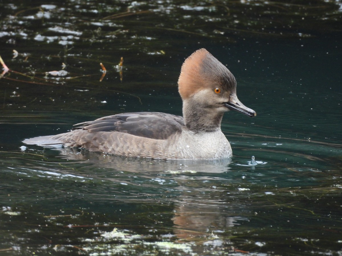 Hooded Merganser - ML646940282