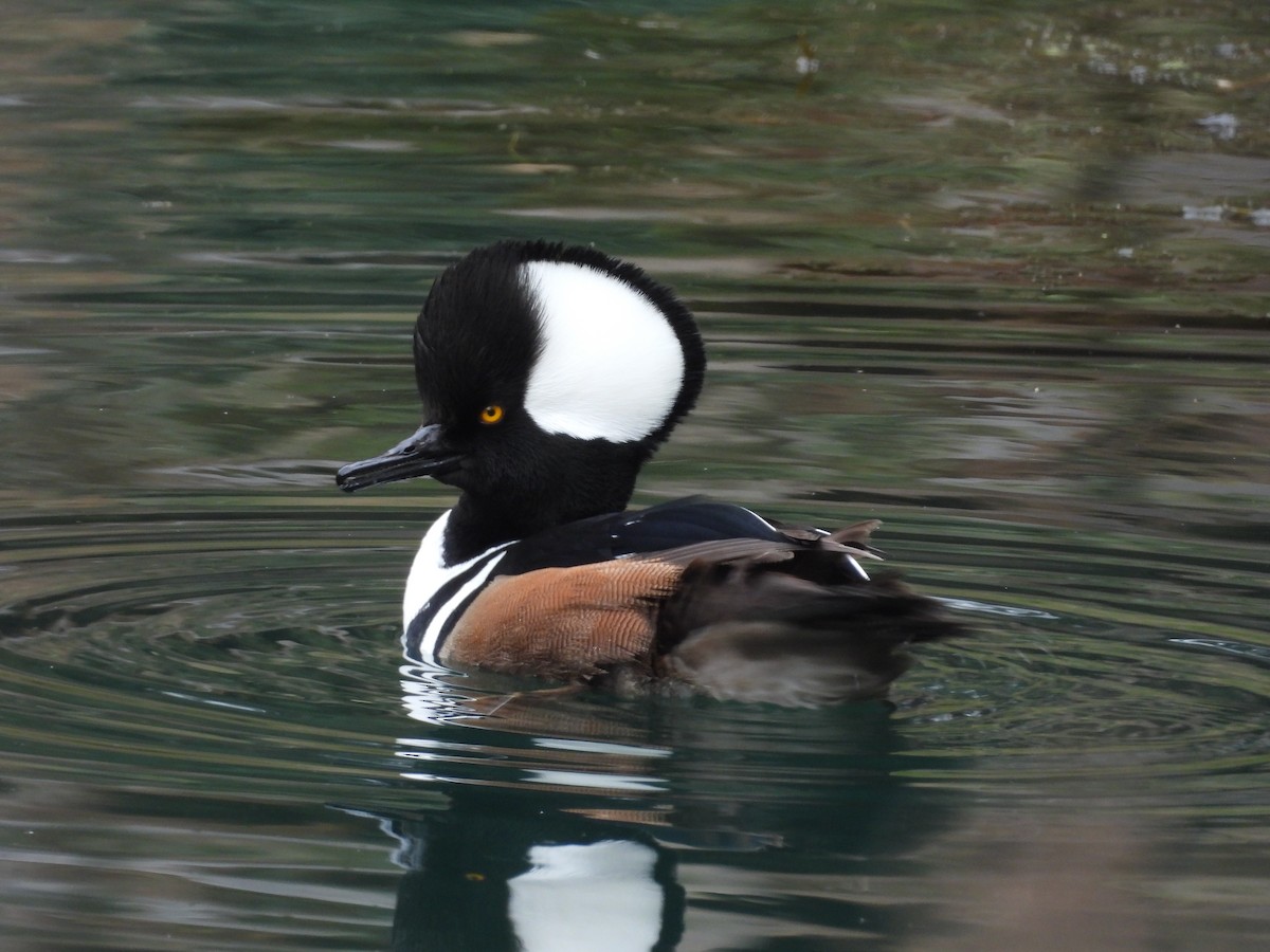 Hooded Merganser - ML646940283