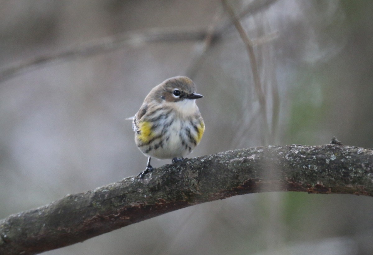 Пісняр-лісовик жовтогузий - ML646940284