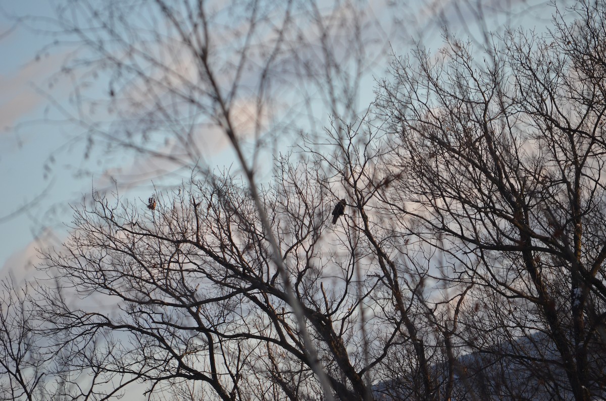 Erroi handia - ML646940286