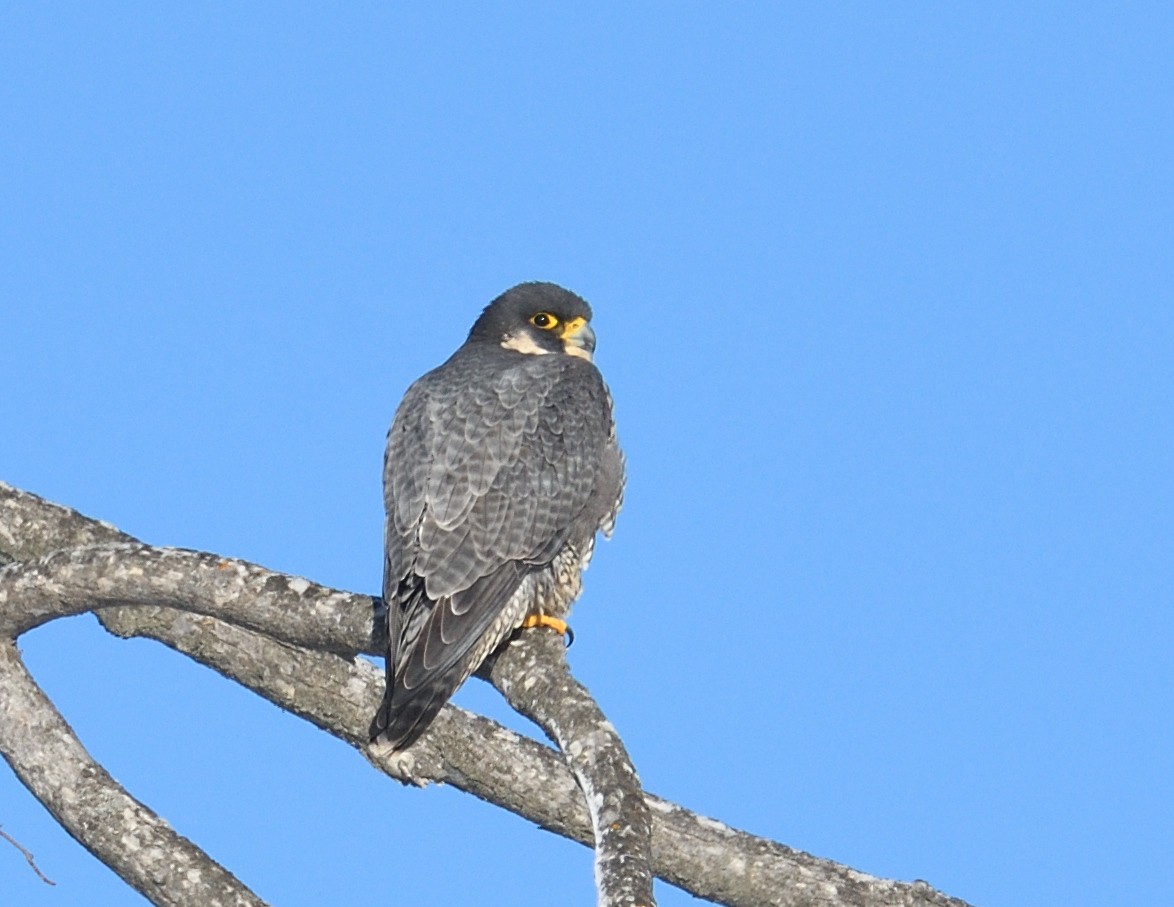 Peregrine Falcon - ML646940291