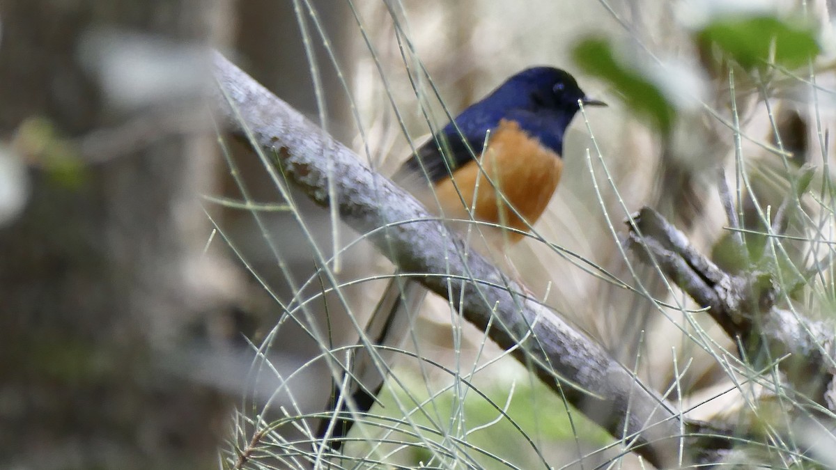 White-rumped Shama - ML646940292