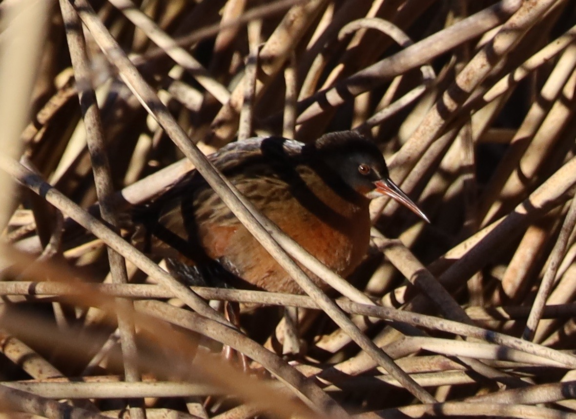 Virginia Rail - ML646940293