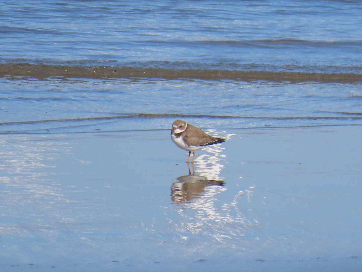 Semipalmated Plover - ML646940296