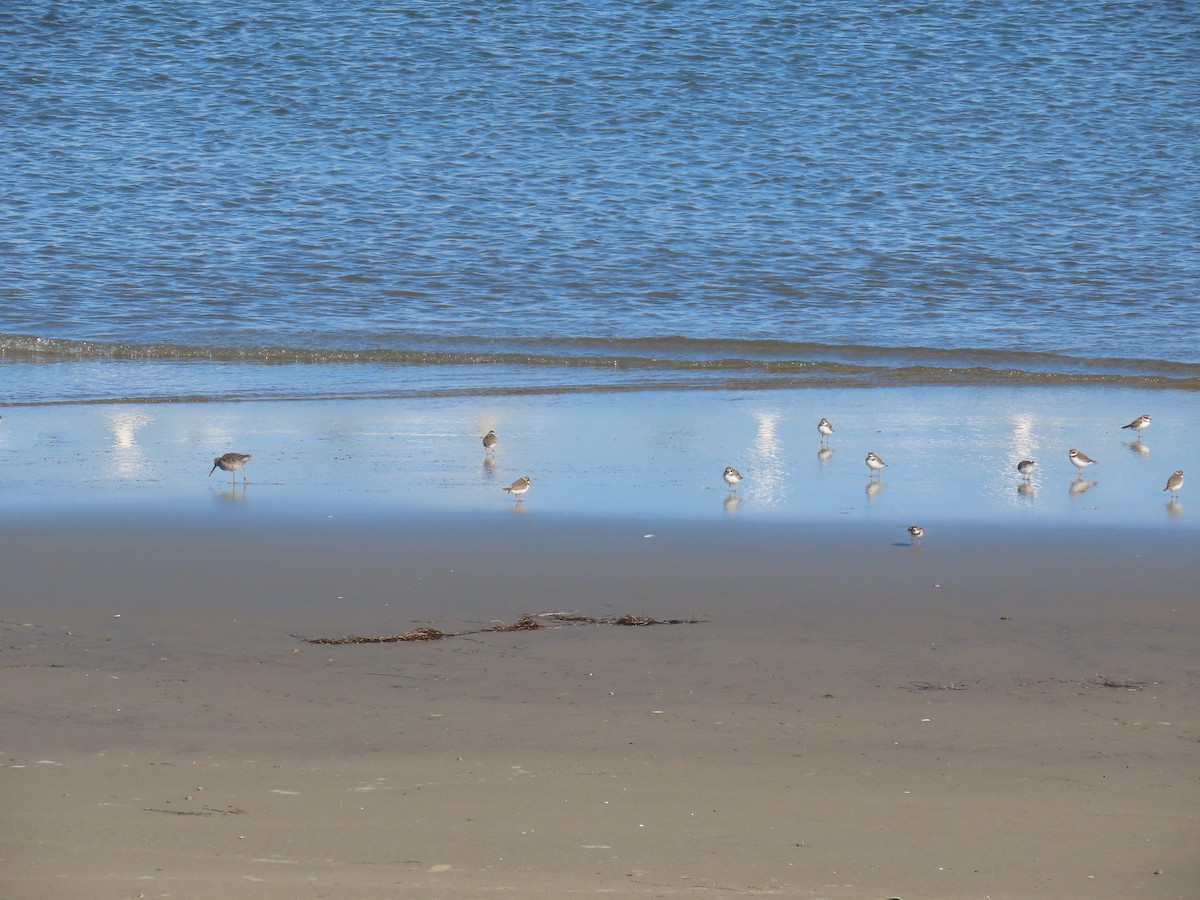 Semipalmated Plover - ML646940297
