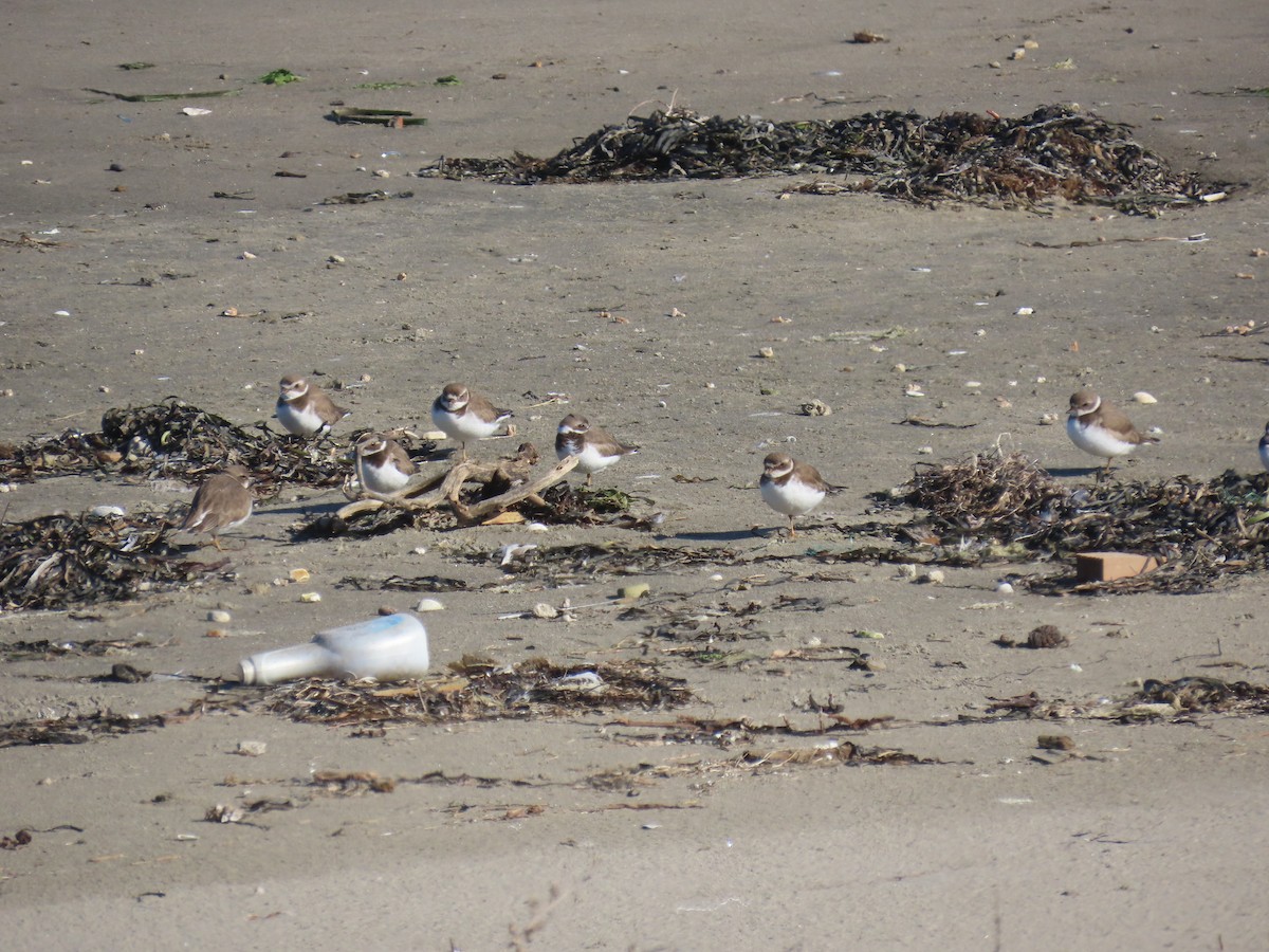 Semipalmated Plover - ML646940298