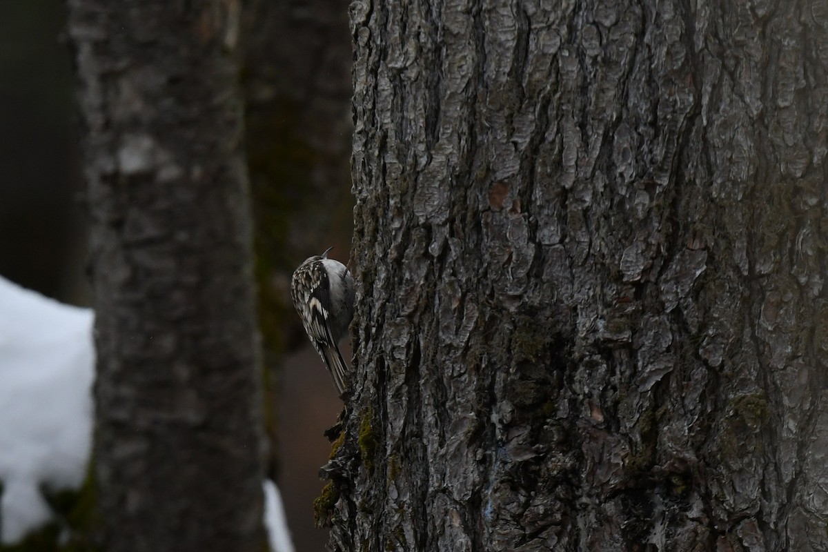 アメリカキバシリ - ML646940300