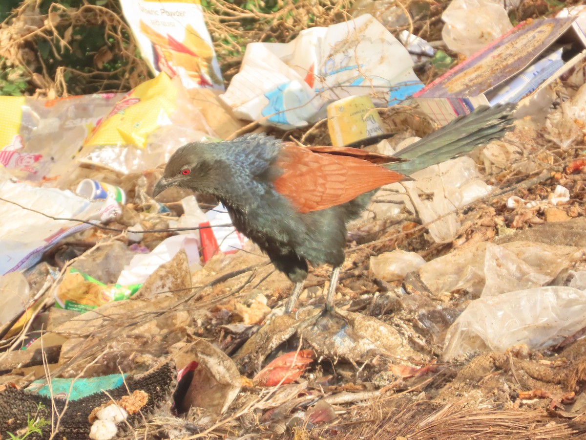 Greater Coucal - ML646940301