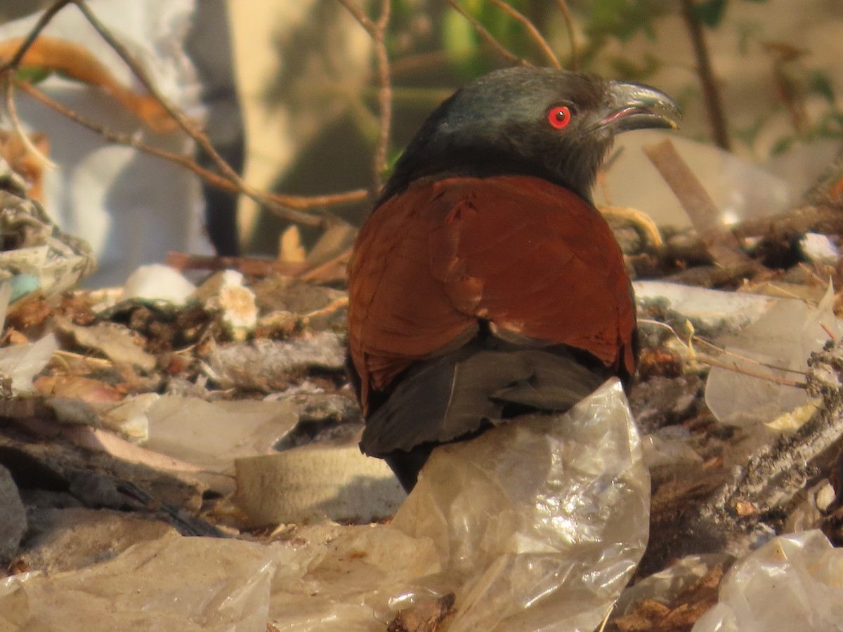 Greater Coucal - ML646940302