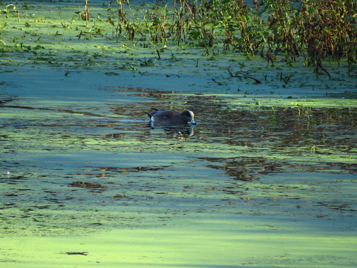 Ahate txistulari amerikarra - ML646940303