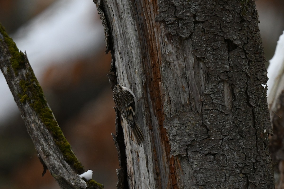 アメリカキバシリ - ML646940306