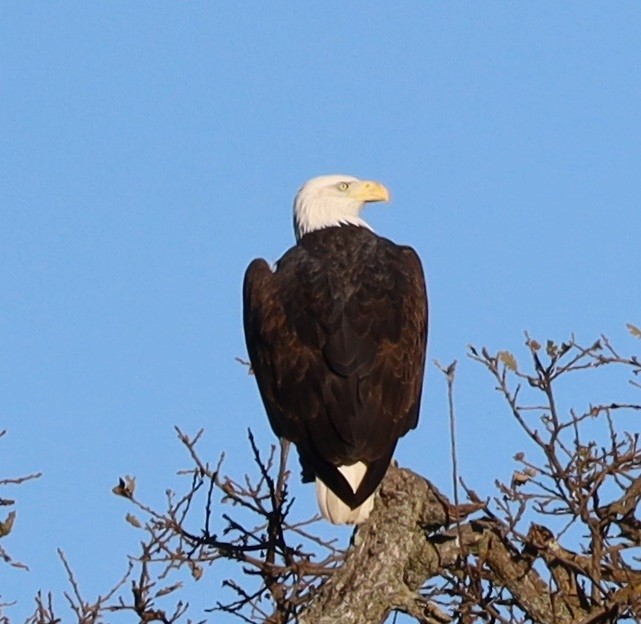 Bald Eagle - ML646940307