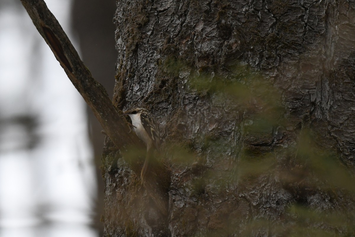 アメリカキバシリ - ML646940308