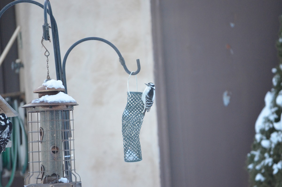 Downy Woodpecker - ML646940310