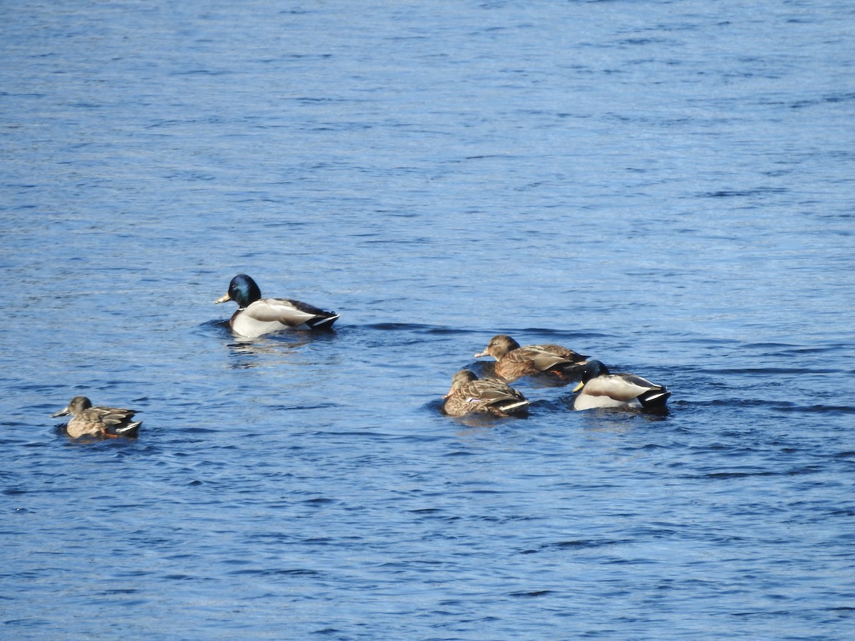 Canard colvert - ML646940318