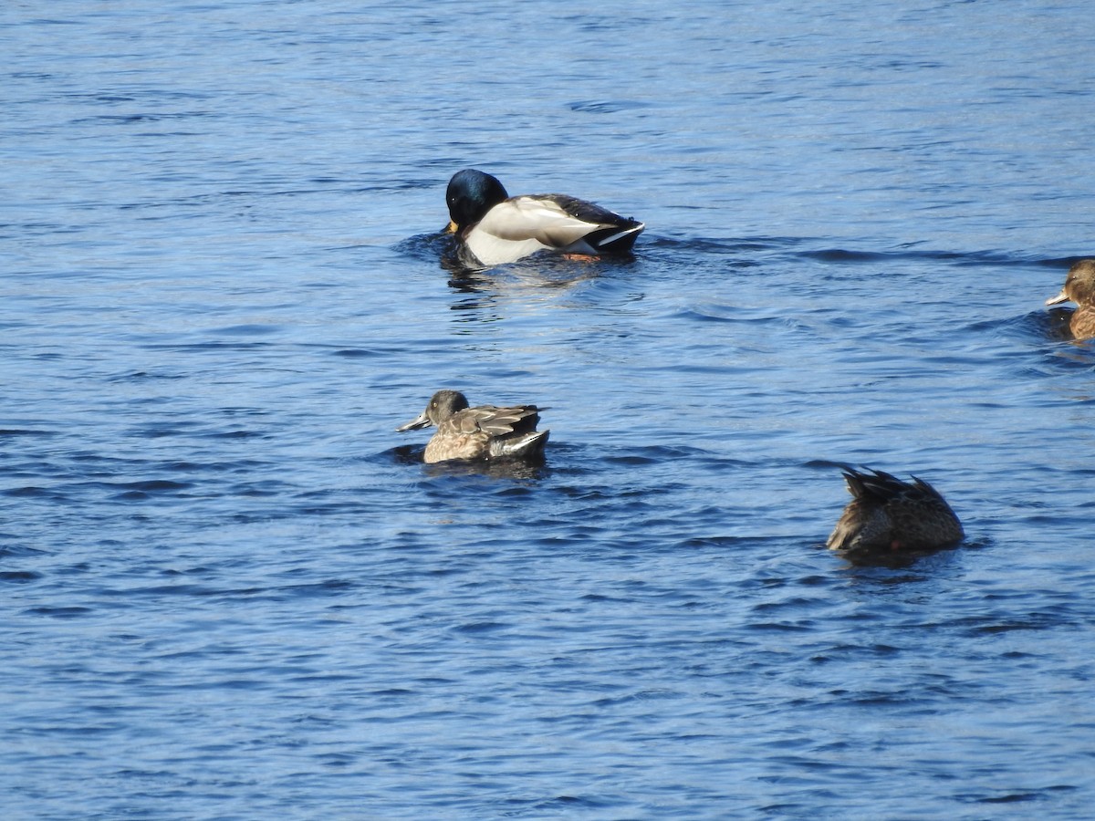 Canard colvert - ML646940319