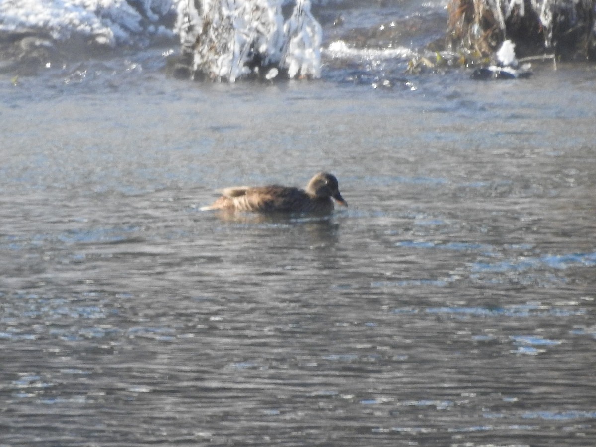 Canard colvert - ML646940320