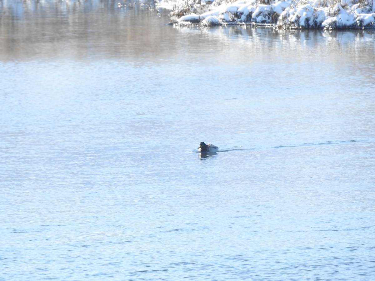 Canard colvert - ML646940321