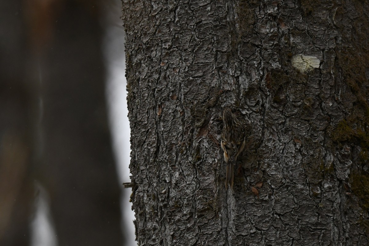 アメリカキバシリ - ML646940323