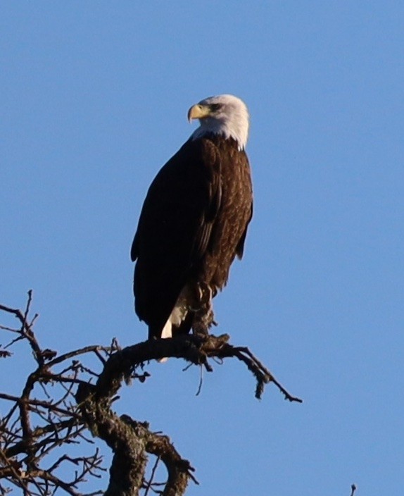 Bald Eagle - ML646940324