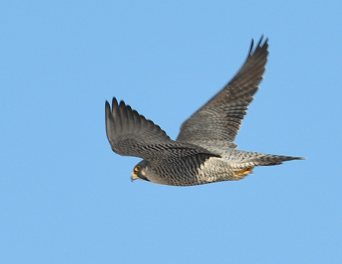 Peregrine Falcon - ML646940326