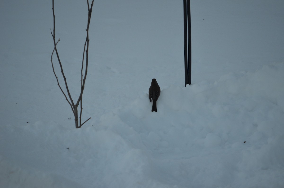 Dark-eyed Junco - ML646940327