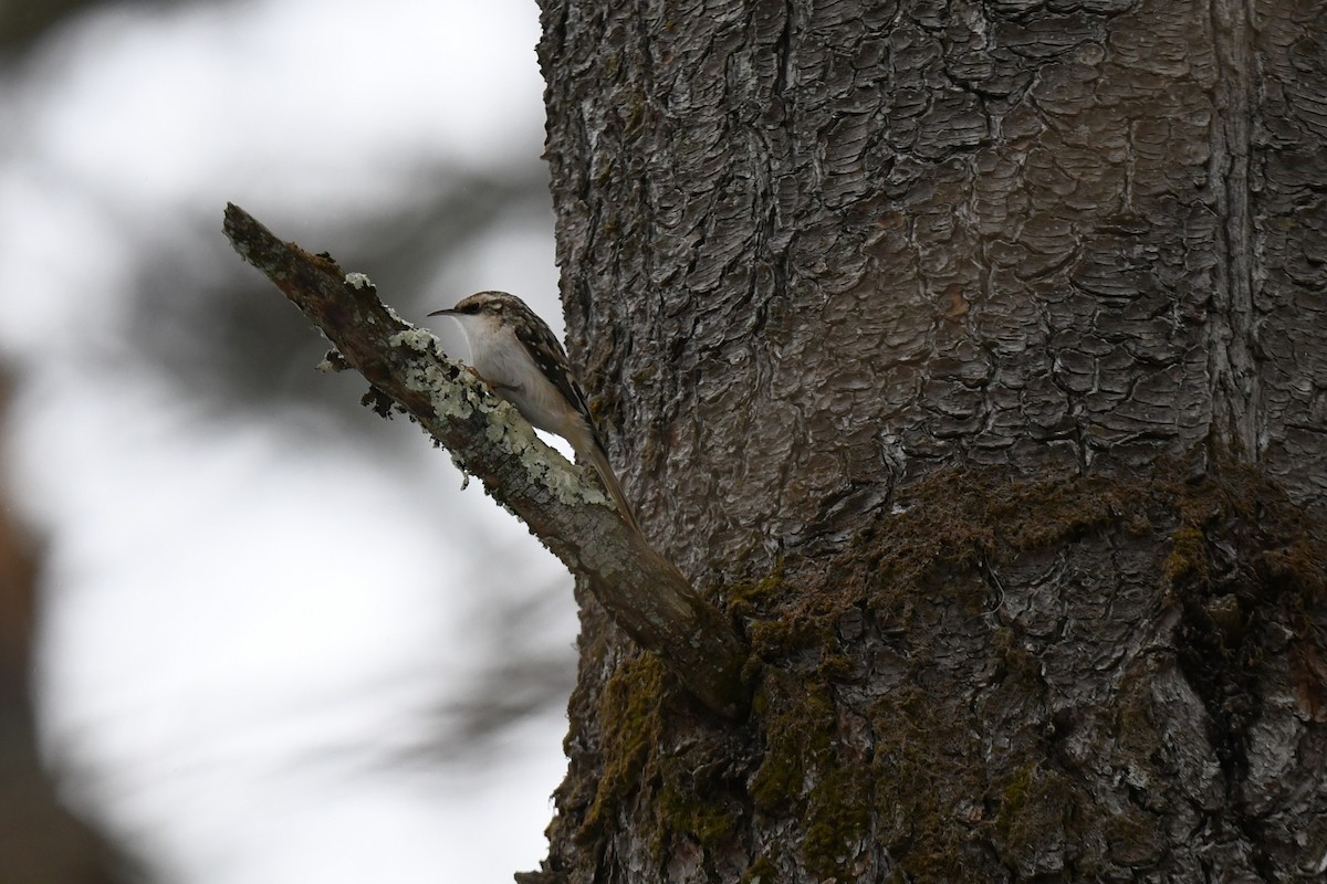 アメリカキバシリ - ML646940330