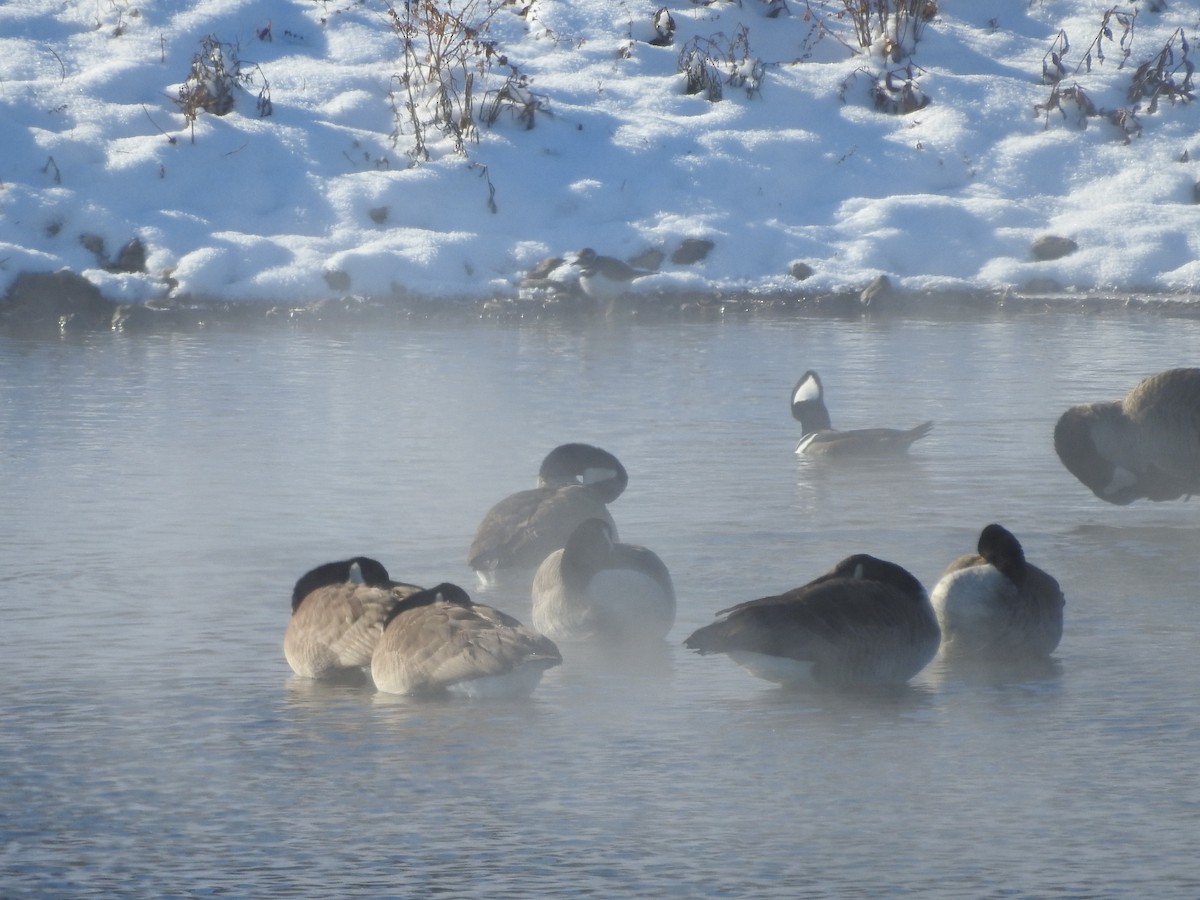 Bernache du Canada - ML646940340