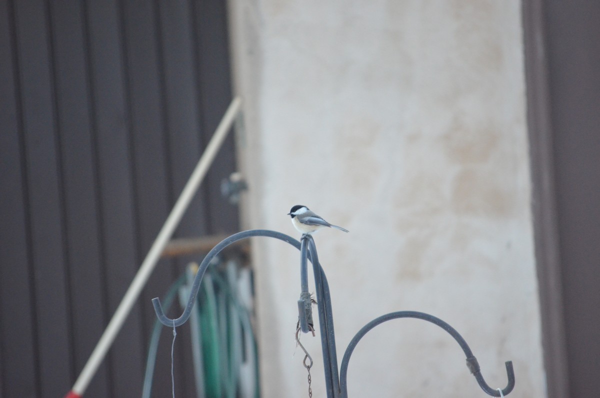 White-breasted Nuthatch - ML646940348