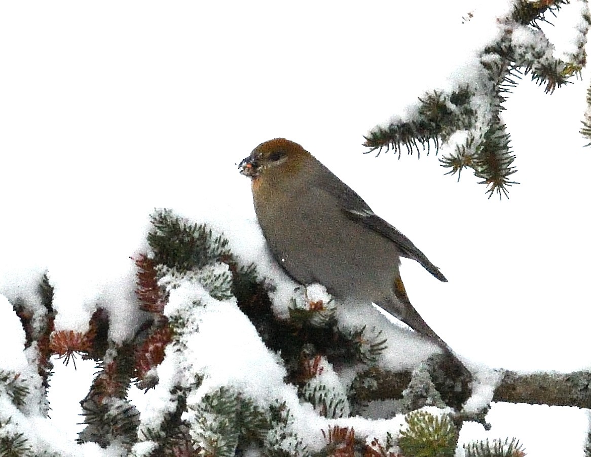 Pine Grosbeak - ML646940349