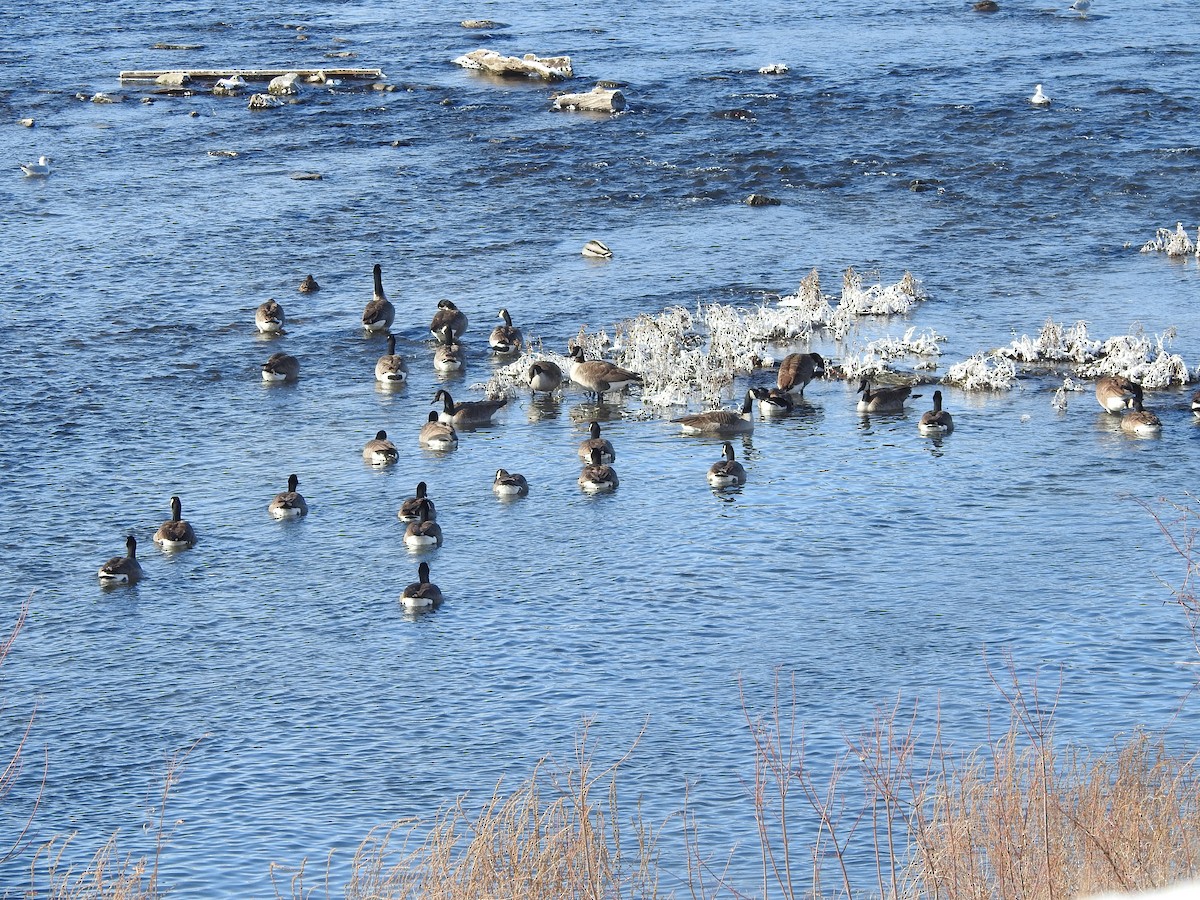 Bernache du Canada - ML646940350