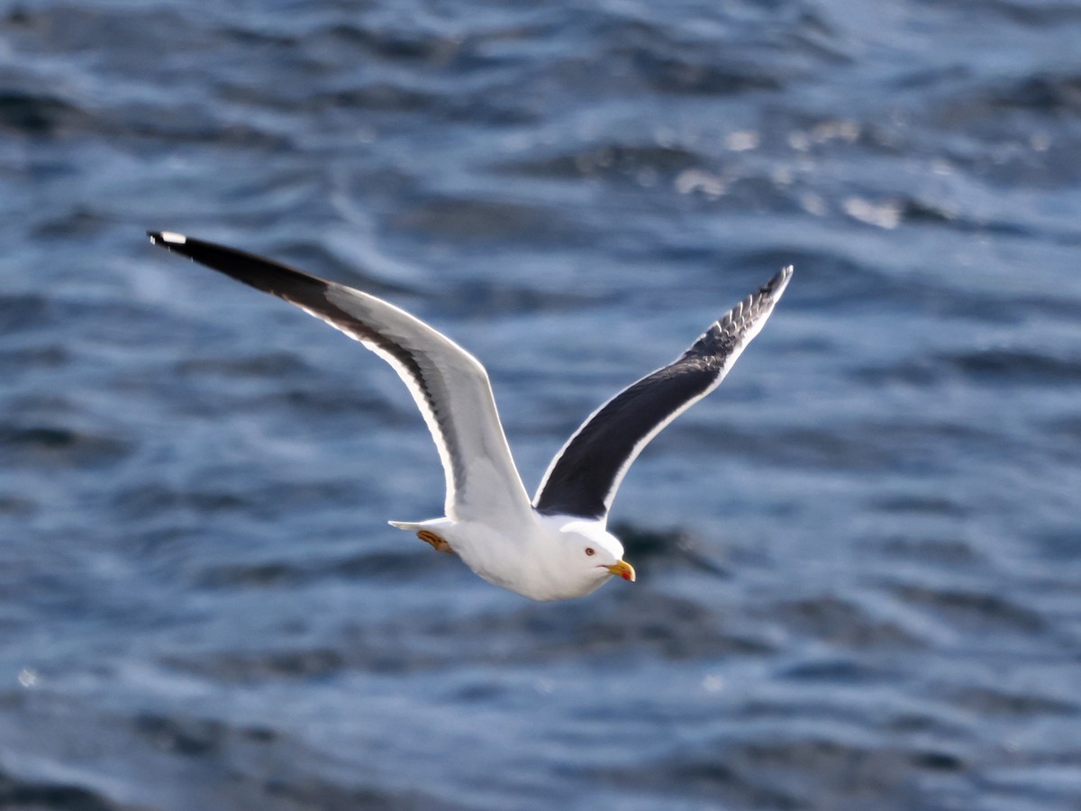 ニシセグロカモメ - ML646940358