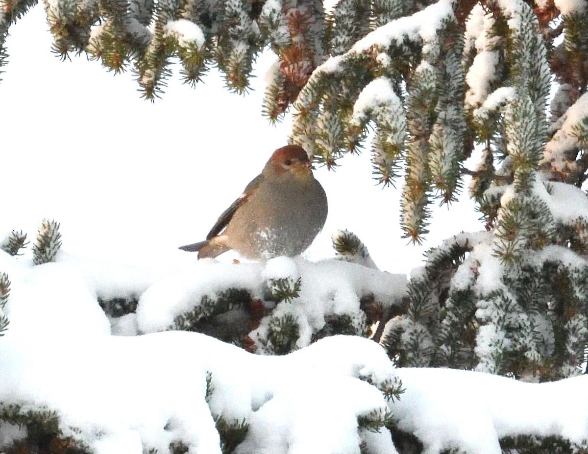 Pine Grosbeak - ML646940365