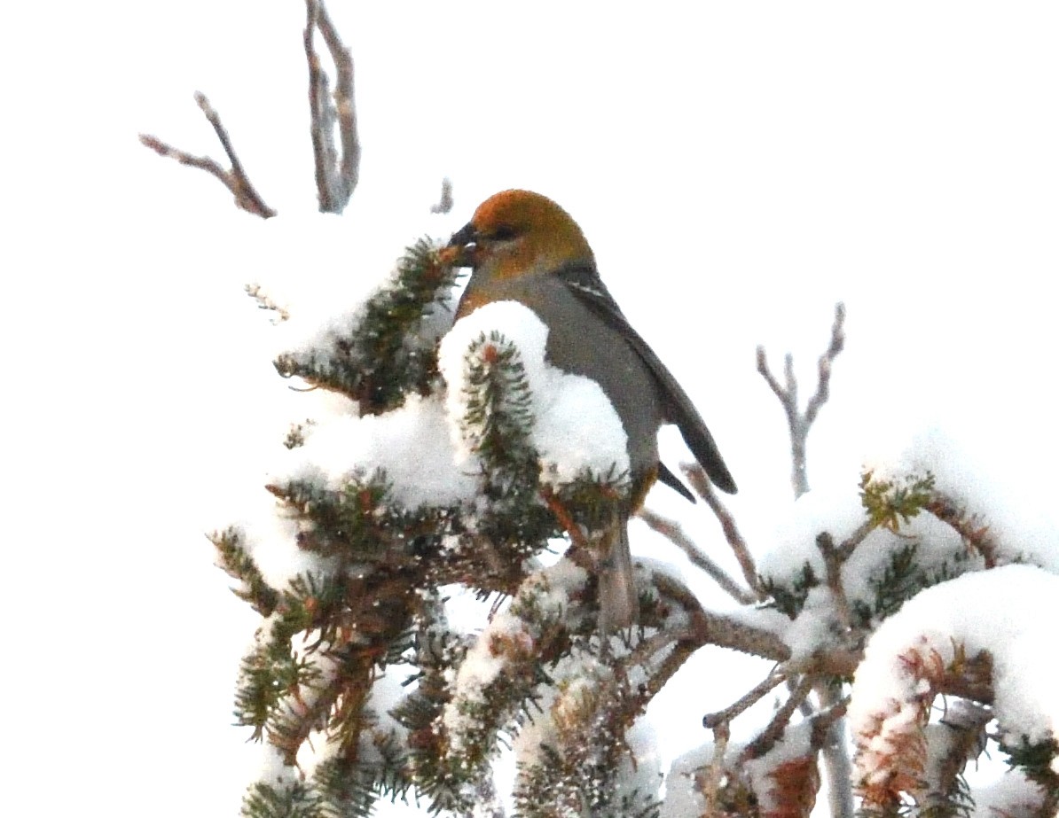 Pine Grosbeak - ML646940366