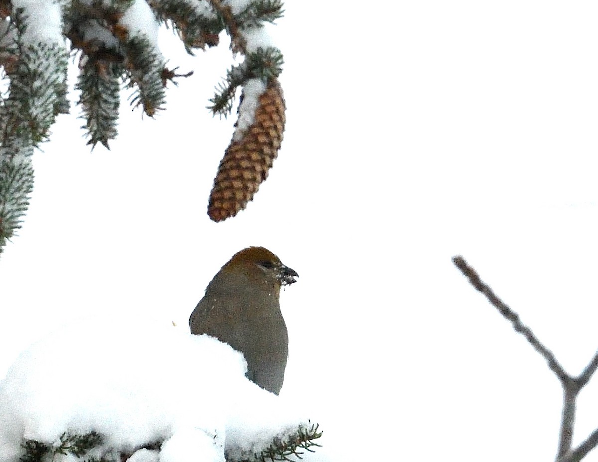 Pine Grosbeak - ML646940367