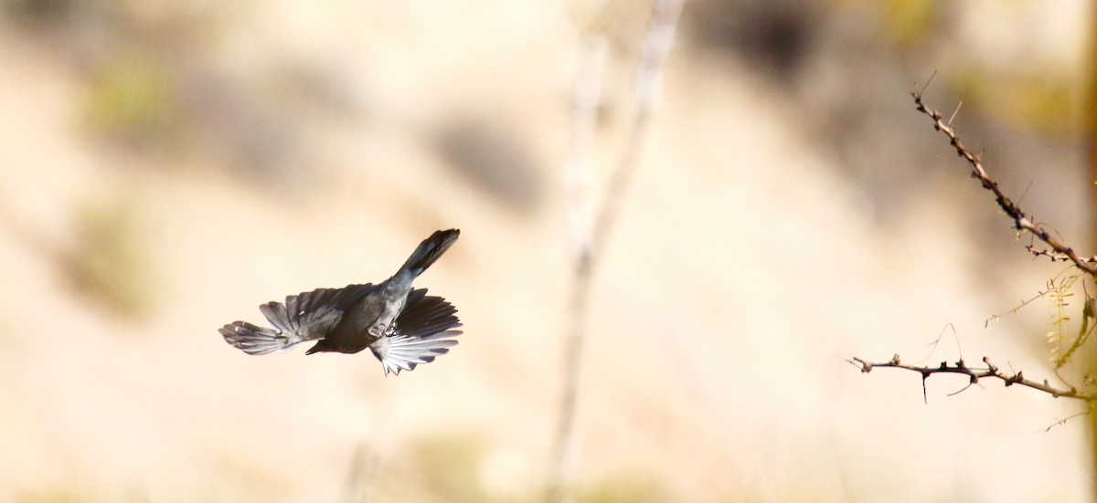 Woodhouse's Scrub-Jay - ML646940368