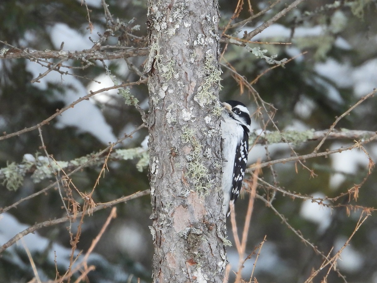Hairy Woodpecker (Eastern) - ML646940370