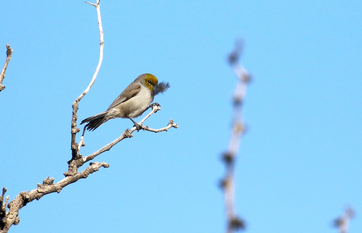 Verdin - ML646940372