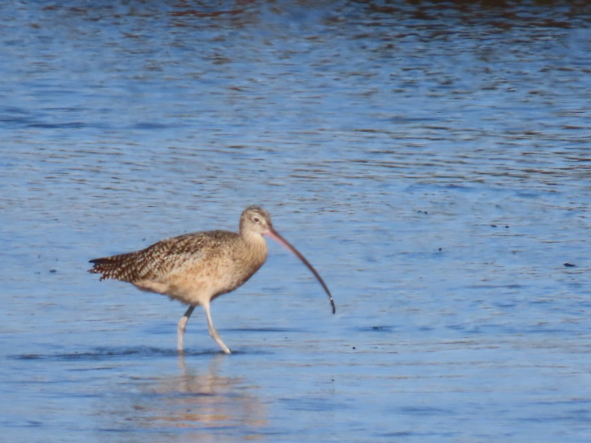 Long-billed Curlew - ML646940373