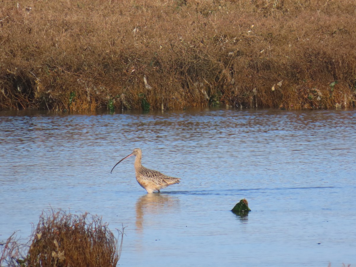 Long-billed Curlew - ML646940374