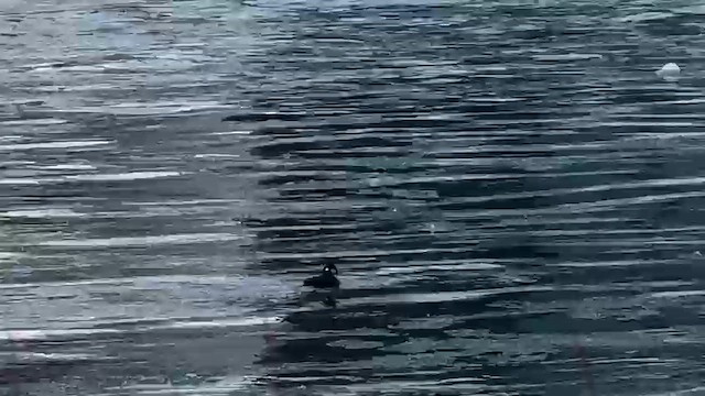 Каменушка - ML646940378