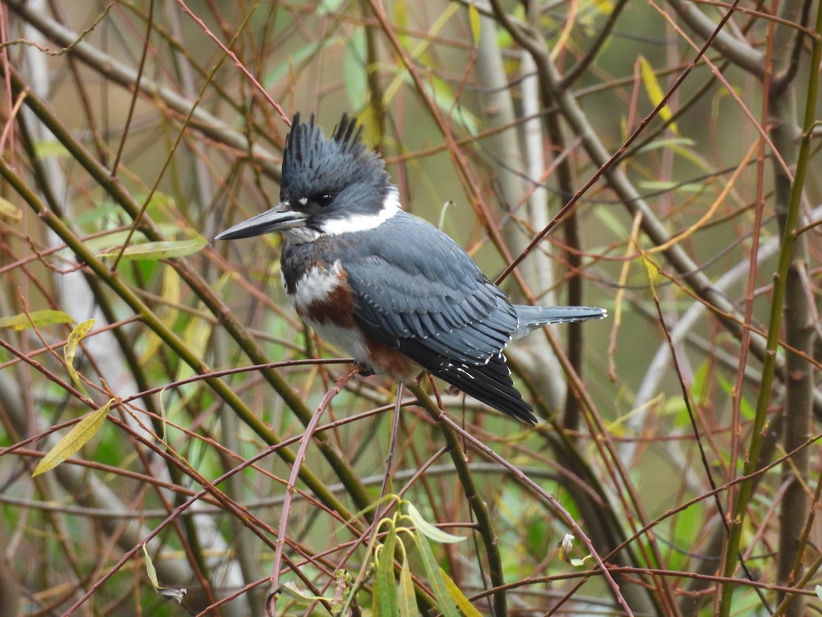 Belted Kingfisher - ML646940380